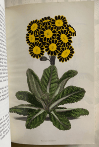 Image 4 of In Your Garden Again Vita Sackville-West