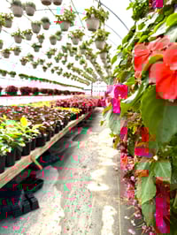 Blooming into Spring!