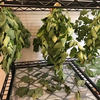 Image 4 of Lemon Balm Salve, 2 oz Glass Jar, Unscented Melissa Infusion Balm