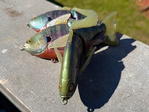 Image of 6” Ann Deluxe Xslowsink (Chameleon Male)