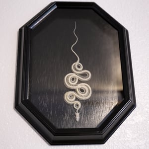 Image of Juvenile Corn Snake Skeleton 