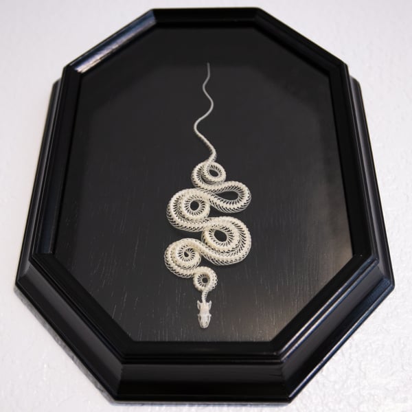 Image of Juvenile Corn Snake Skeleton 