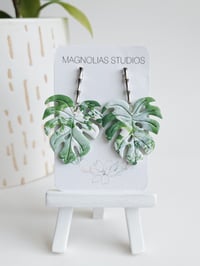 Image 2 of Albo Monsteras (L)