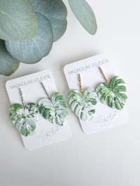 Image 5 of Albo Monsteras (L)