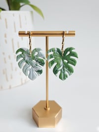 Image 3 of Albo Monsteras (L)