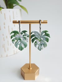 Image 1 of Albo Monsteras (L)