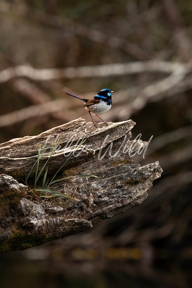 Image of Blue Fairywren Effect -Tasmania