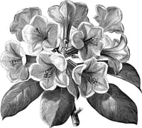 20 Négatifs Botaniques pour Cyanotypie – Pack Téléchargeable