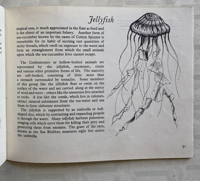 Image 4 of Wonders Of Sea Life a vintage Puffin Picture book