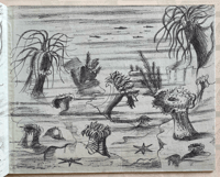 Image 6 of Wonders Of Sea Life a vintage Puffin Picture book