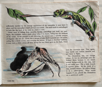 Image 4 of Wonders of Animal Life