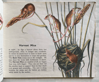 Image 3 of Animals of the Countryside by Arnrid Johnston