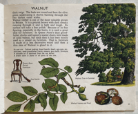 Image 4 of Trees in Britain S.R Badmin