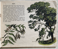 Image 5 of Trees in Britain S.R Badmin