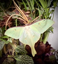 Image 1 of Actias artemis