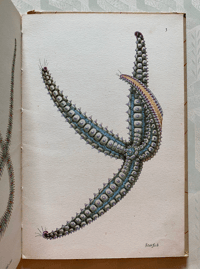 Image 7 of Special Order for Lisa