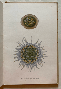 Image 1 of Special Order for Lisa