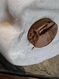 Image 7 of Vintage Shawnee Bear Salt Pepper Shakers Red Blue Bow Ceramic 3”