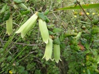Image 1 of Correa reflexa var. reflexa - Common Correa