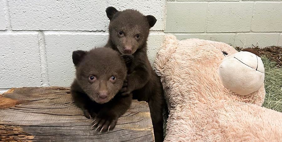 Image of BLONDIE THE BEAR MEMORIAL CHARI-TEE