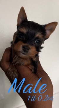 Image 1 of Yorkshire Terrier Deposit 