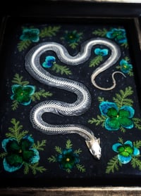 Image 4 of Snake Skeleton and Floral Wall Frame