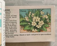 Image 2 of Wild Flowers pocket edition