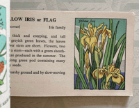 Image 3 of Wild Flowers pocket edition