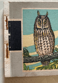 Image 2 of Woodland Birds pocket edition