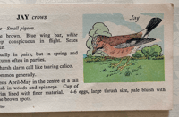 Image 4 of Woodland Birds pocket edition