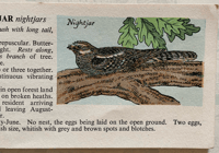 Image 5 of Woodland Birds pocket edition