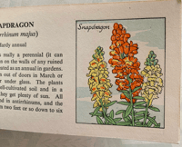 Image 2 of Flowers of the garden pocket edition