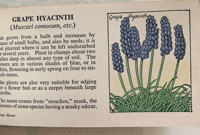 Image 3 of Flowers of the garden pocket edition