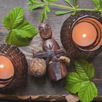 Image 5 of Irish Bog Yew Kindred Spirit (KS167)