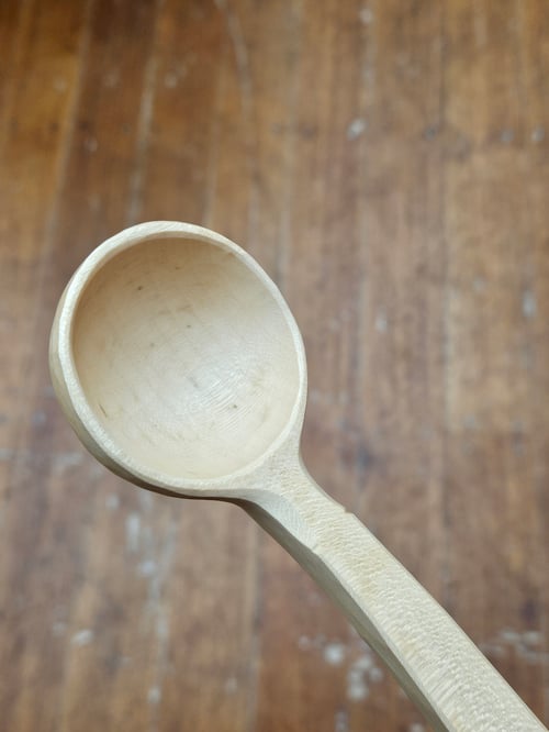 Image of Sycamore Ladybeetle Scoop 