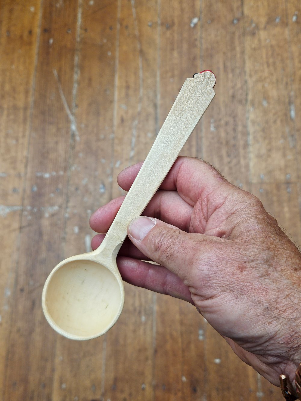 Image of Sycamore Ladybeetle Scoop