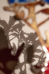 Image 3 of Common Elder