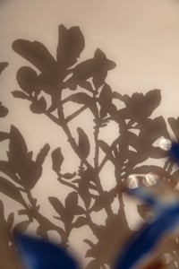 Image 4 of Common Elder