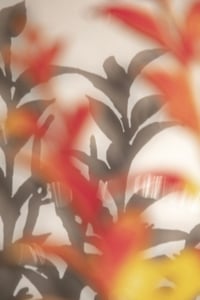 Image 3 of Birdcherry