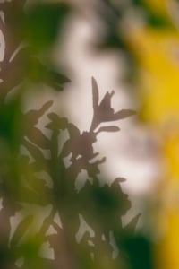 Image 2 of Blackthorn