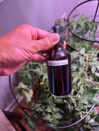 Elderberry Syrup 