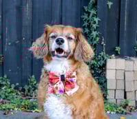 Image 2 of Remembrance Poppies Bow