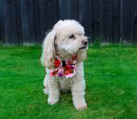 Image 3 of Remembrance Poppies Bow