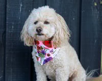 Image 2 of Remembrance Poppies Bandana