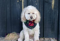 Image 2 of Honour Bandana