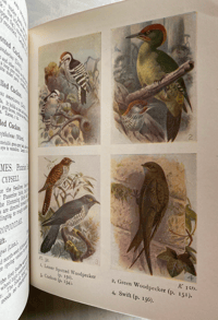Image 5 of Birds Of The Wayside And Woodland