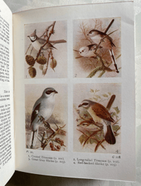 Image 6 of Birds Of The Wayside And Woodland