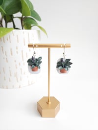 Image 1 of Hanging Calathea 