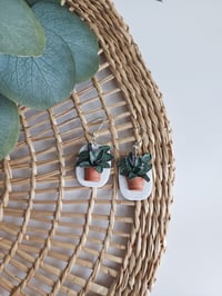 Image 3 of Hanging Calathea 