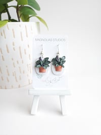 Image 2 of Hanging Calathea 